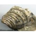 Inoceramus labiatus